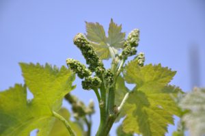 vineyards